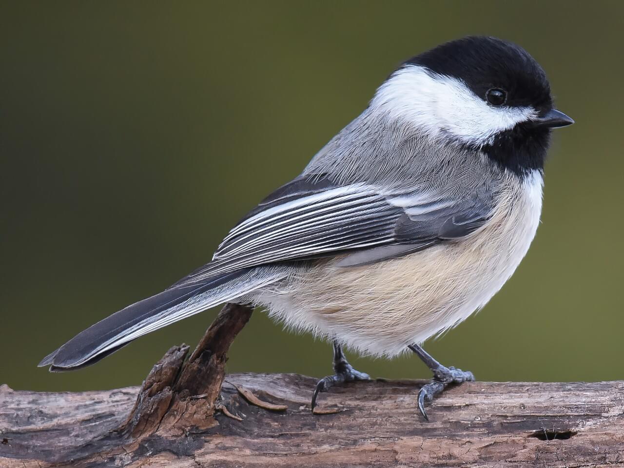 <p>Gray bird with black cap &amp; bib, white cheeks; “chick-a-dee-dee” call; spherical body, long tail.</p>
