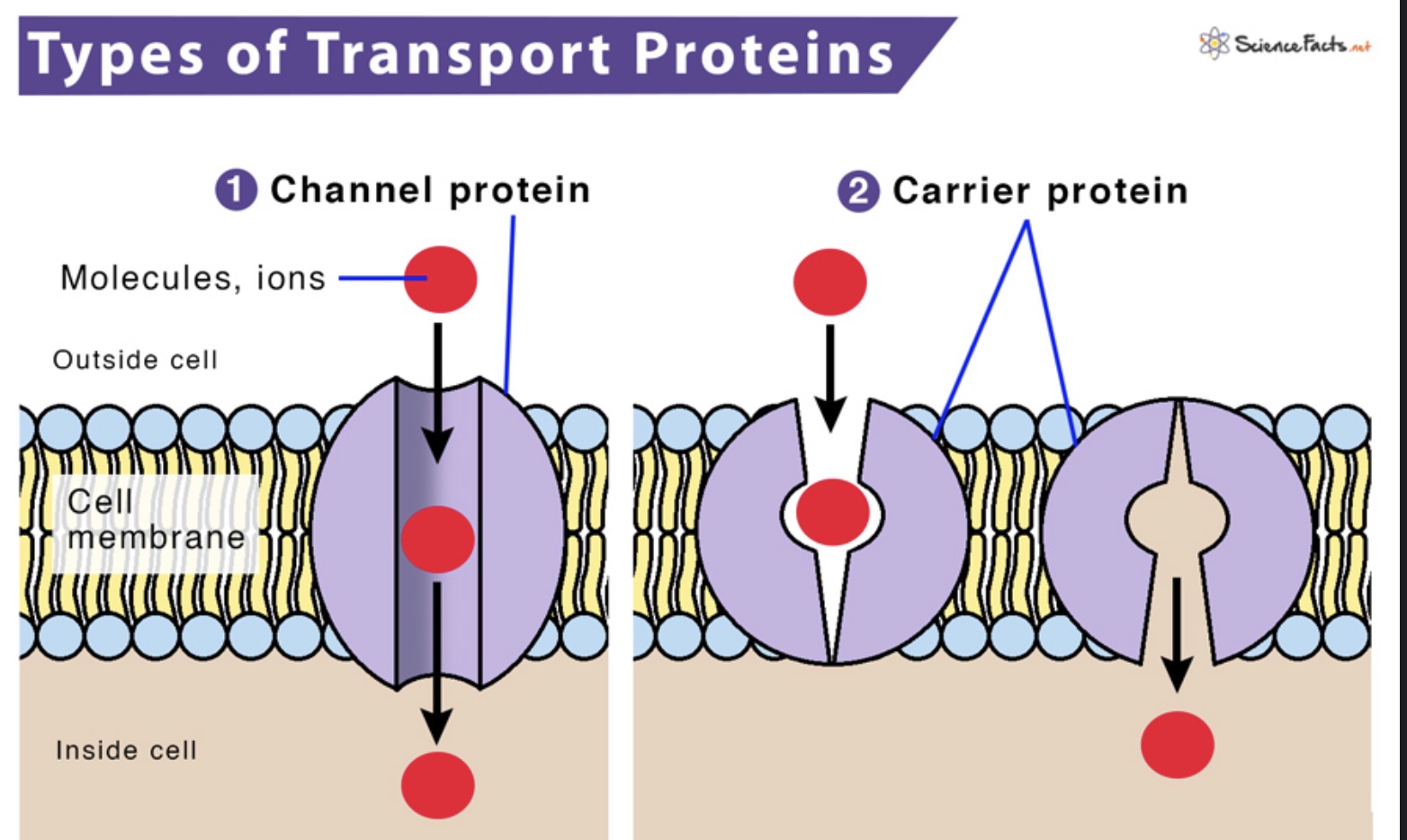 <ul><li><p><span style="font-family: ArialMT">provide corridors that allow a specific molecule or ion to cross the membrane</span></p></li><li><p><span style="font-family: ArialMT">include:</span></p><ol><li><p><span style="font-family: ArialMT">Aquaporins: for facilitated diffusion of water</span></p></li><li><p><span style="font-family: ArialMT">Ion channels that open<br>or close in response to a stimulus (gated channels)</span></p></li></ol></li></ul><p></p>
