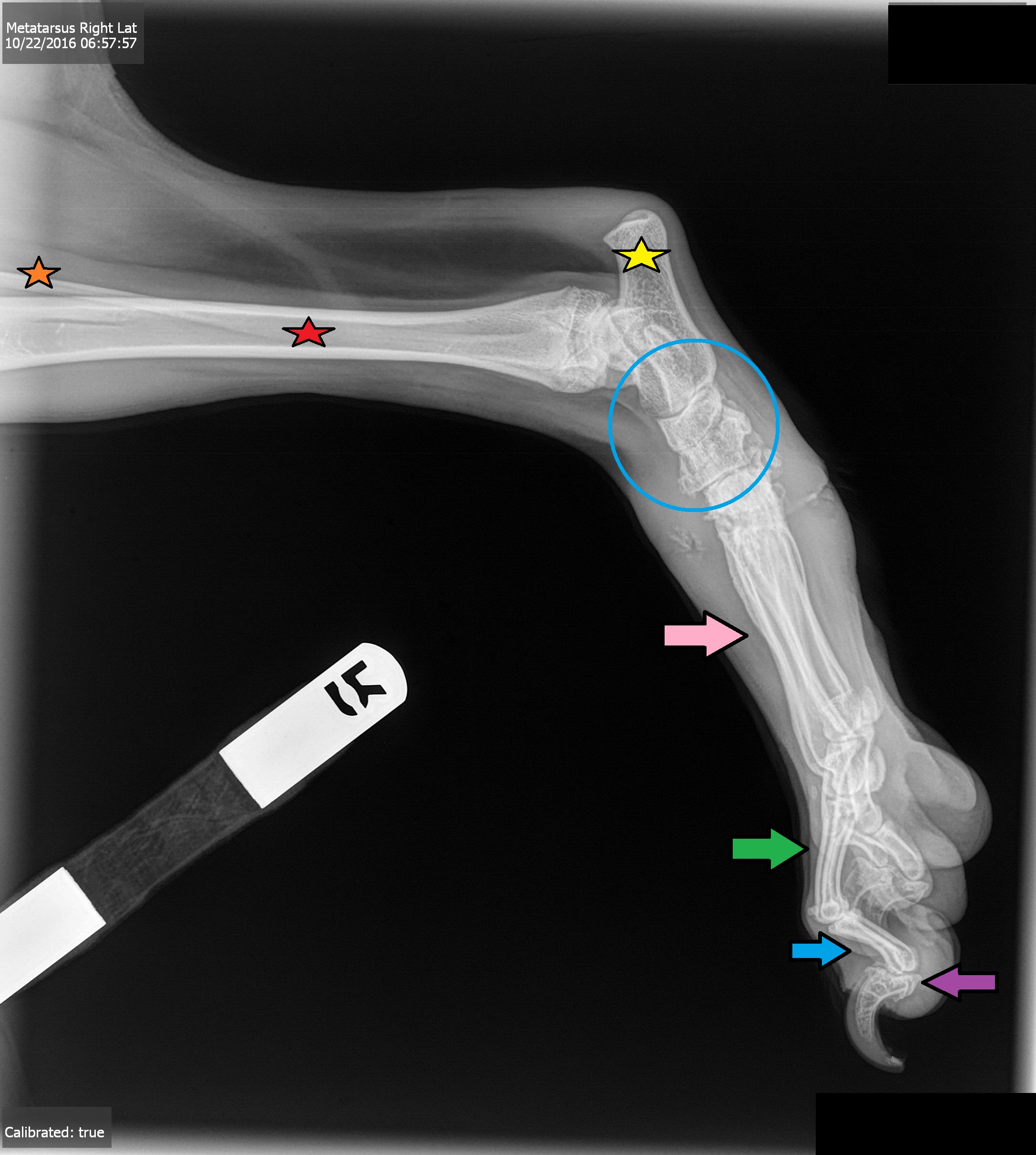 <p><span style="background-color: transparent;"><span>Blue Arrow </span></span></p>