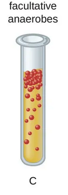 <p>Organism showing growth throughout the tube but thicker at the top and possessing catalase and superoxide dismutase.</p>