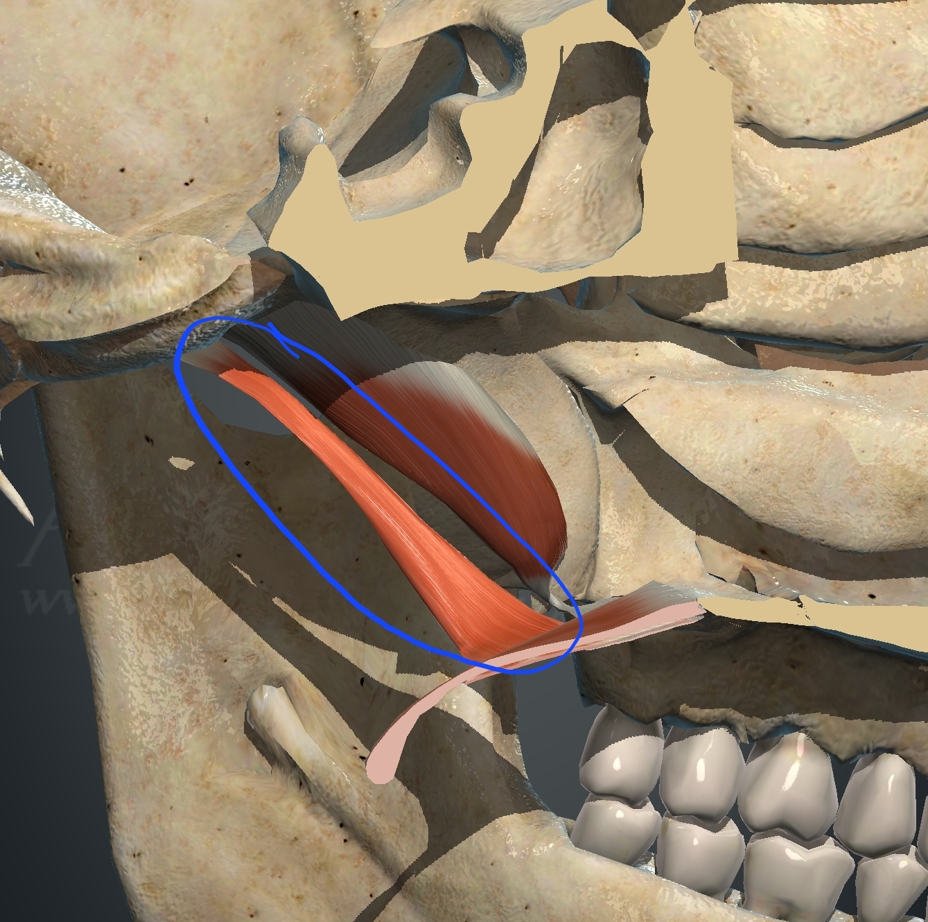 <p>What muscle is this?</p>
