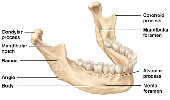 <p>mandible</p>