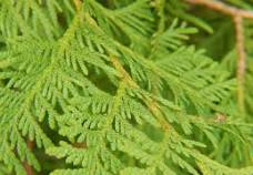 What is this species 