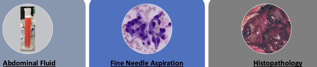 <p>1. abdominal fluid</p><p>2. fine needle aspiration</p><p>3. histopathology</p>