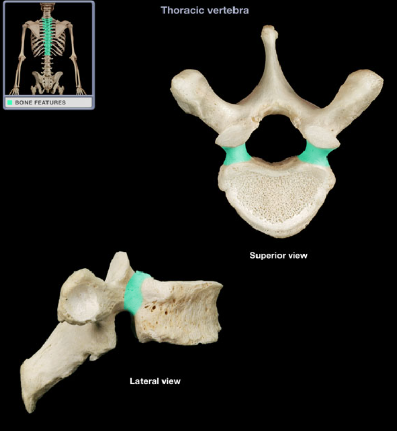 <ul><li><p>Location: T1-T12 vertebrae</p></li></ul><ul><li><p>Description: Short, thick pillar, Connects vertebral body to lamina on each side</p></li></ul><p></p>