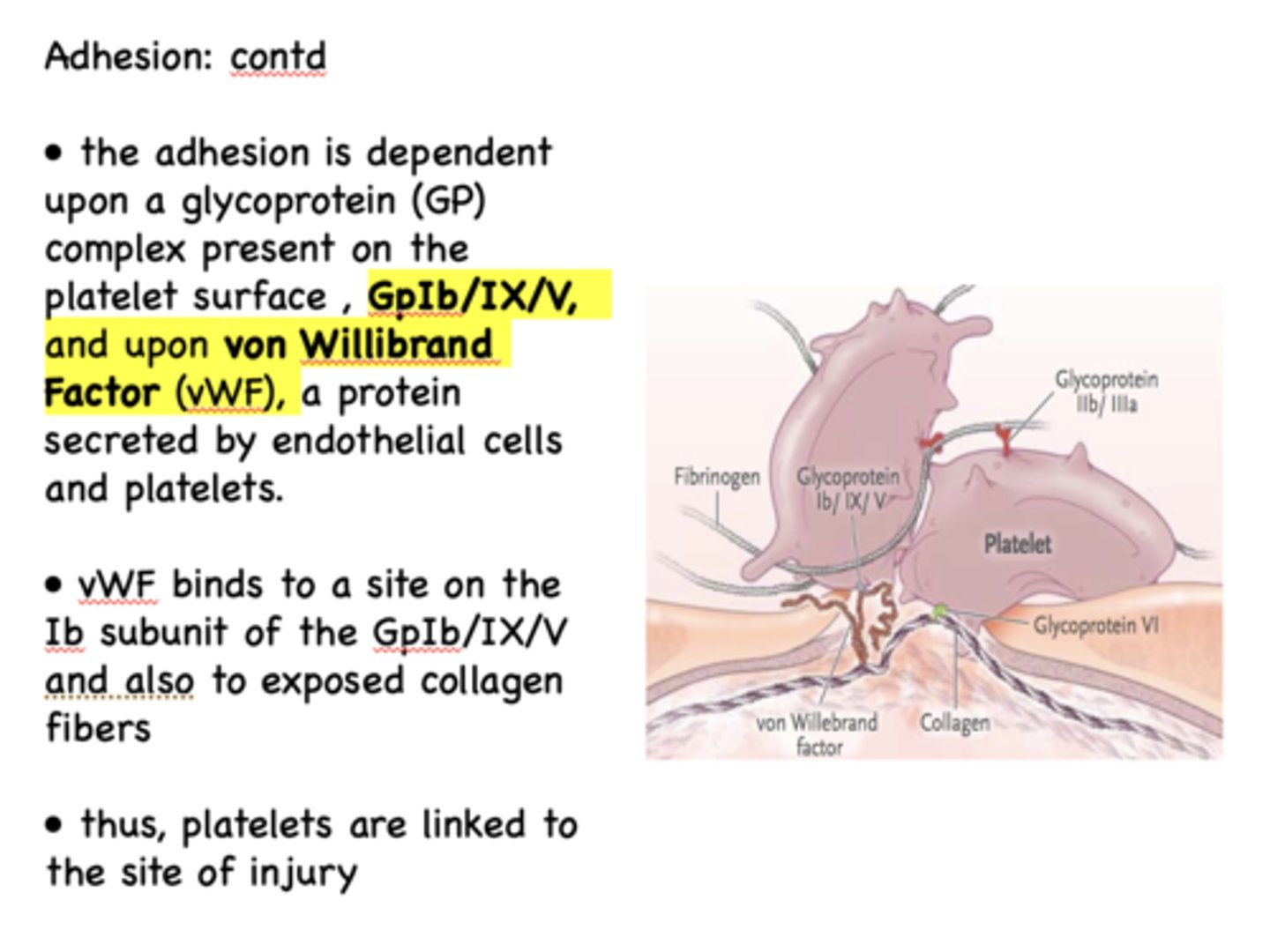 <p>endothelial cells and platelets</p>