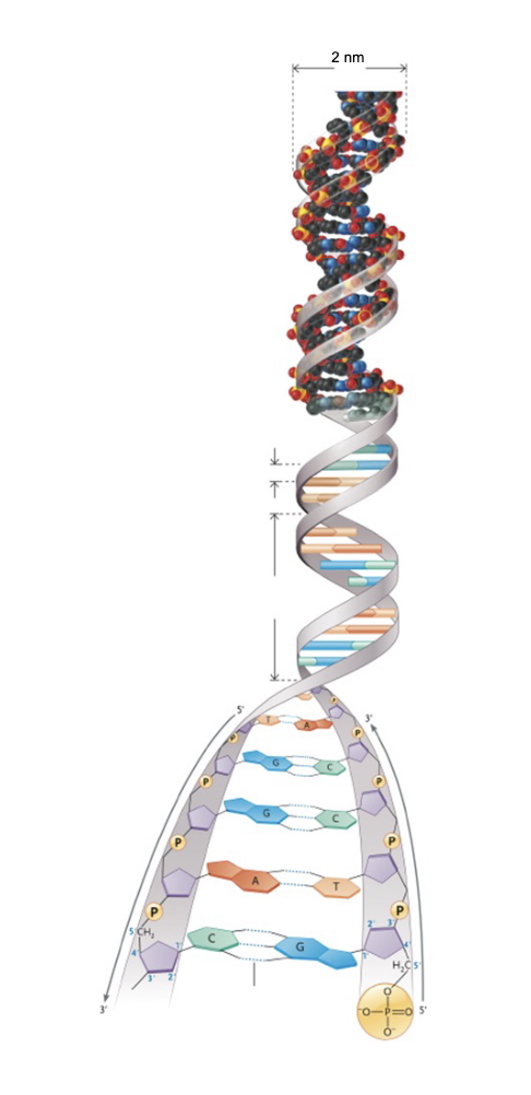 <p>DNA double helix:</p><ul><li><p>Base pairing is COMPLEMENTARY and therefore, base pair sequence on one strand can be used to specify the SEQUENCE of the other strand&nbsp;</p></li><li><p>Base pairs are stacked FLAT LYING PERPENDICULAR to the axis and contributes to STABILITY of the double helix&nbsp;</p></li><li><p>WHAT between bases keeps two strands together:</p></li></ul><p>&nbsp; &nbsp; &nbsp; &nbsp; &nbsp;— A-T pairs share 2 H-bonds</p><p>&nbsp; &nbsp; &nbsp; &nbsp; &nbsp;—&nbsp; G-C pairs share 3 H-bonds</p>