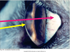 <p>What is the pink arrow pointing to?</p>