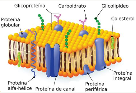 <p><span><span>De lípidos (fosfolípidos y colesterol), proteínas e hidratos de carbono.</span></span></p>
