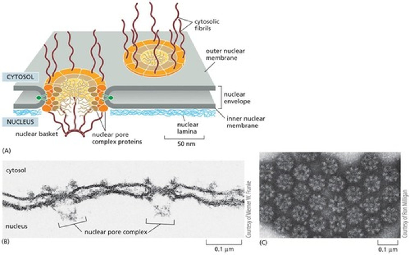 <p>Proteins enter the nucleus through nuclear pores.</p>