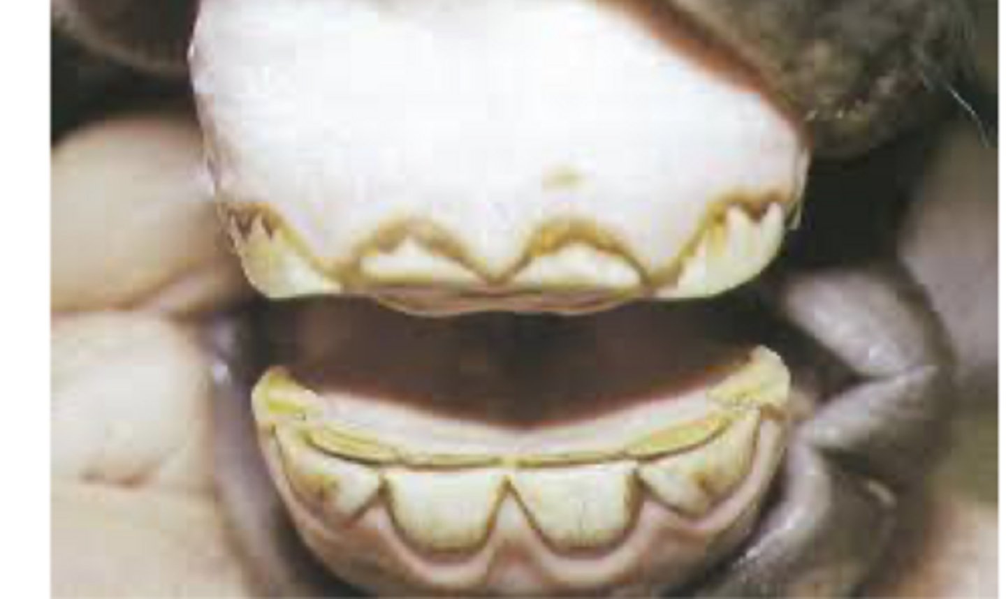 <p>what are some predisposing factors of cribbing (aerophagia)</p>