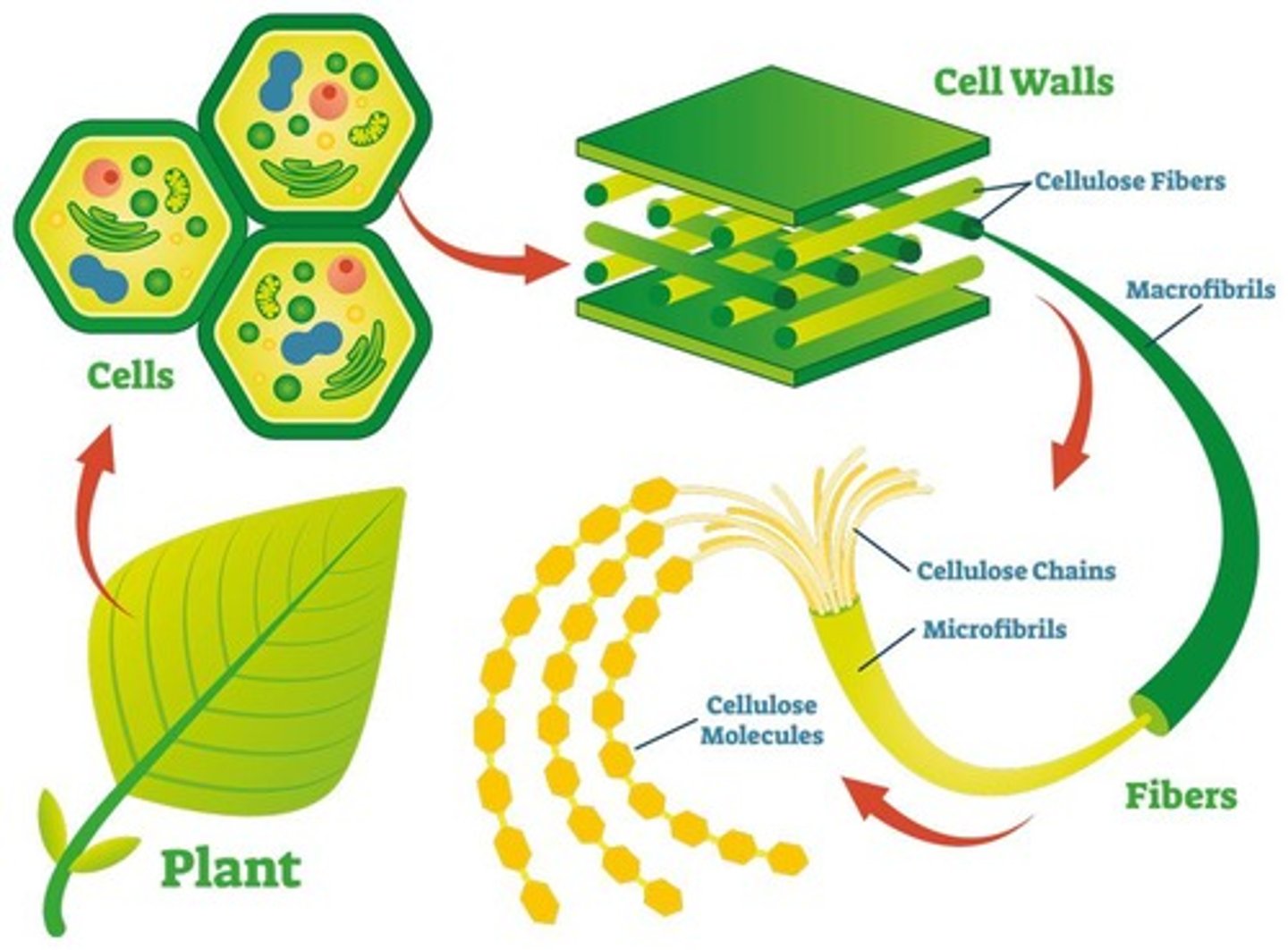 <p>Cellulose provides structural support in plant cell walls.</p>