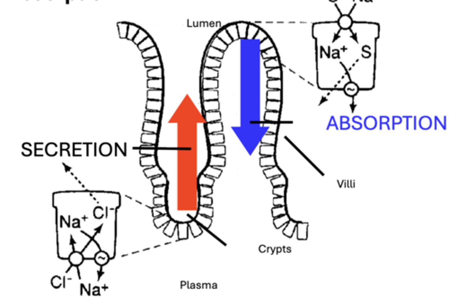 <p>Secretion of fluid and electrolytes into the intestinal Lumen </p><p>- carried out mainly by cells located within the Crypts of the mucosa</p>