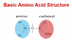 <p>Amino Acids</p>