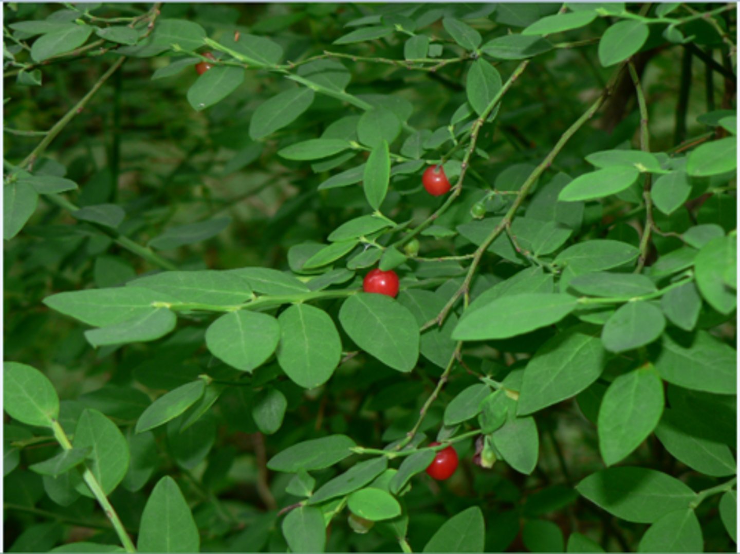 <p>Classic Forest Shrub</p><p>- Bright green stems and scattered red berries perched above old logs.</p><p>- Often (but not always) grows out of rotting stumps, showing forest nutrient cycling.</p><p>- Interestingly the plant is evergreen when it's young, and deciduous when it's older- a rare trait</p><p>Wildlife Connections</p><p>- Important berry for birds and bears.</p><p>- Commonly picked and remembered by locals, especially on coastal trips</p><p>Uses</p><p>- Red berries used as fish bait</p><p>- Berries dried like raisins, mashed into cakes or stored in grease or oil</p><p>- Berry juice used as a mouthwash</p>