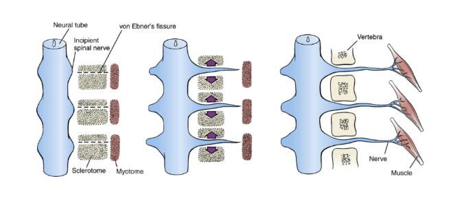 <ul><li><p>sclerotoom splist in caudaal en rostraal. en de spinale zenuw verloopt tussen dezedelen in om naar myotoom of dermatoom te gaan.</p></li><li><p>→ deze splitsing heeft gevolgen op de nummering van spinale zenuwen op bcervicaal niveau. Er is vergroeiing van de bovenste cervucale wervel met de os occipitale. Er zijn 7 cervicale wervels maar<strong> 8 cervicale zenuwen</strong>.</p></li></ul><p>*<strong>Vanaf throcoale niveau treden zenuwen onder de gelijknamige wervel uit</strong>.</p><p></p>