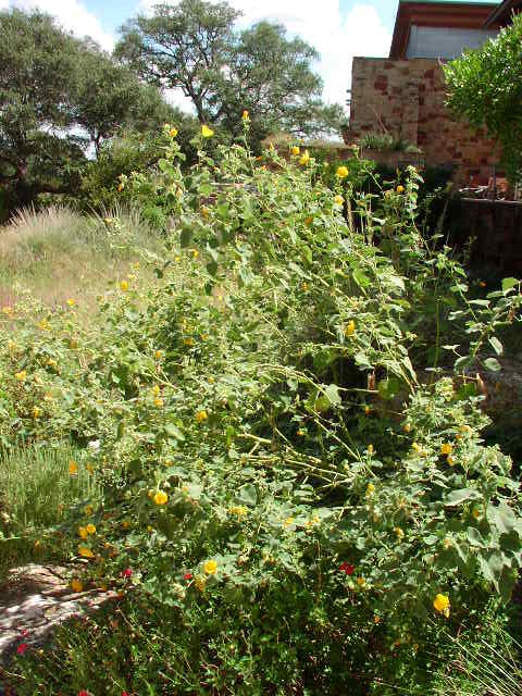 <p>Allowissadula holosericea</p><p>(Mallow)</p>