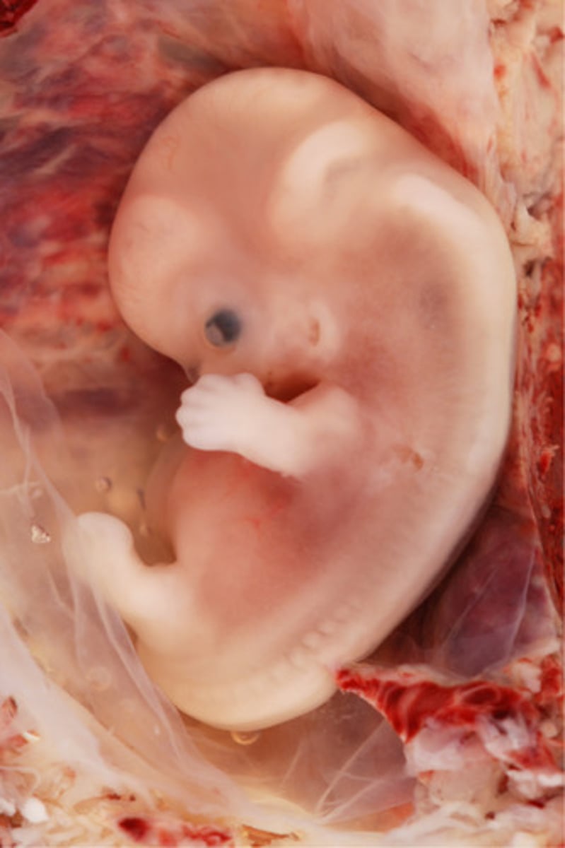 <p>From day 16 through week 8.</p>