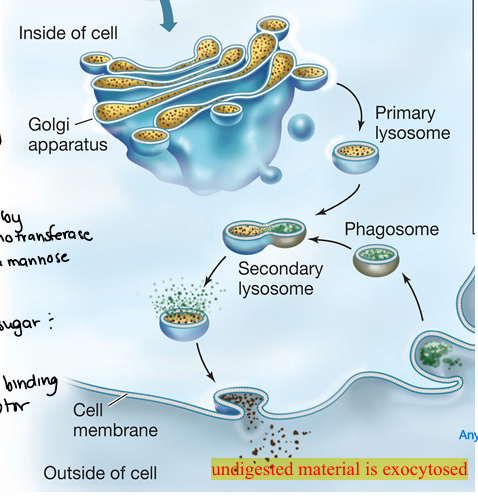 <ul><li><p>uptake of VERY large matter… vesicle formed is a phagosome which fuses to lysosome</p></li><li><p>a type of endocytosis</p></li><li><p>2 TYPES- nutrition OR defense</p></li></ul><p></p>