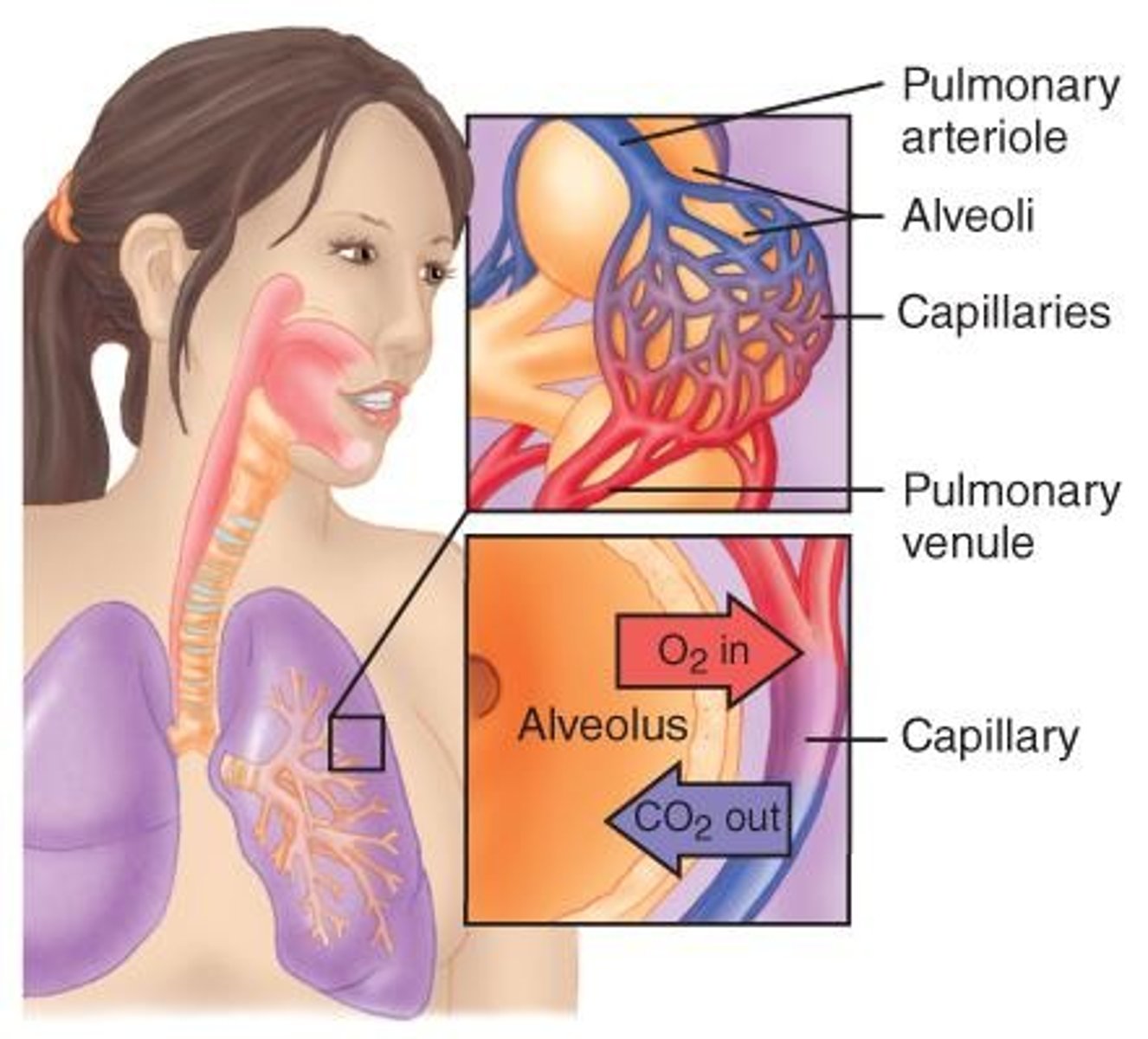 <p>Process of gas exchange in the body.</p>