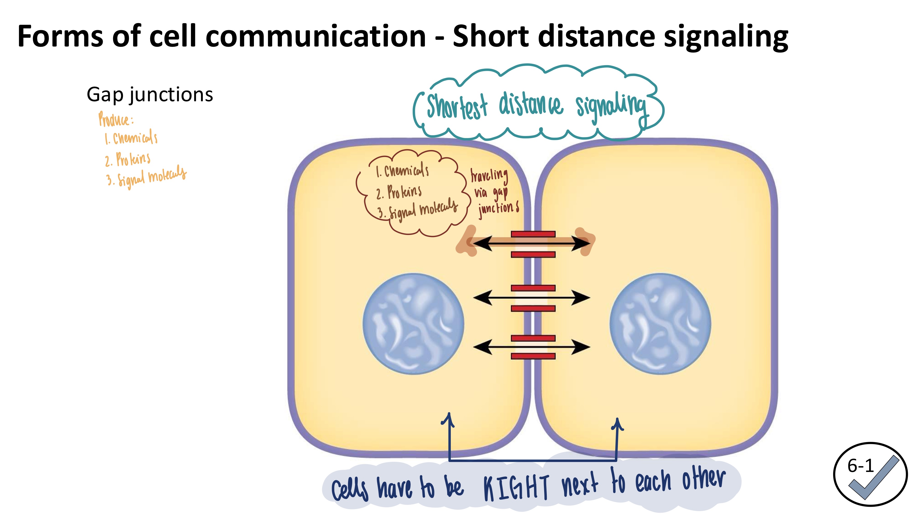<ul><li><p><mark data-color="yellow" style="background-color: yellow; color: inherit">shortest distance signaling</mark></p></li><li><p>Cells have to be RIGHT NEXT to each other</p></li><li><p>Chemicals, proteins, &amp; signal molecules simply diffuse across them</p></li></ul><p></p>