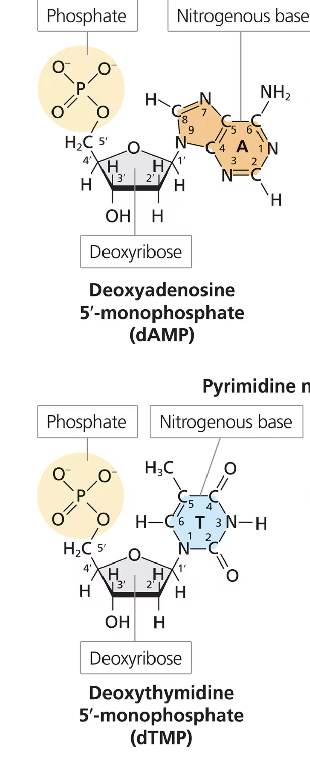 <p>MAIN IDEA: purine has 2 rings, pyrimidine has 1 ring</p>