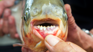 <ul><li><p><span data-name="tooth" data-type="emoji">🦷</span> Their teeth! VVVV</p></li><li><p>Common in freshwater fishkeeping</p></li></ul><p></p><p>Image: Pacus are herbivorous, but have teeth to grind brazil nuts.</p>