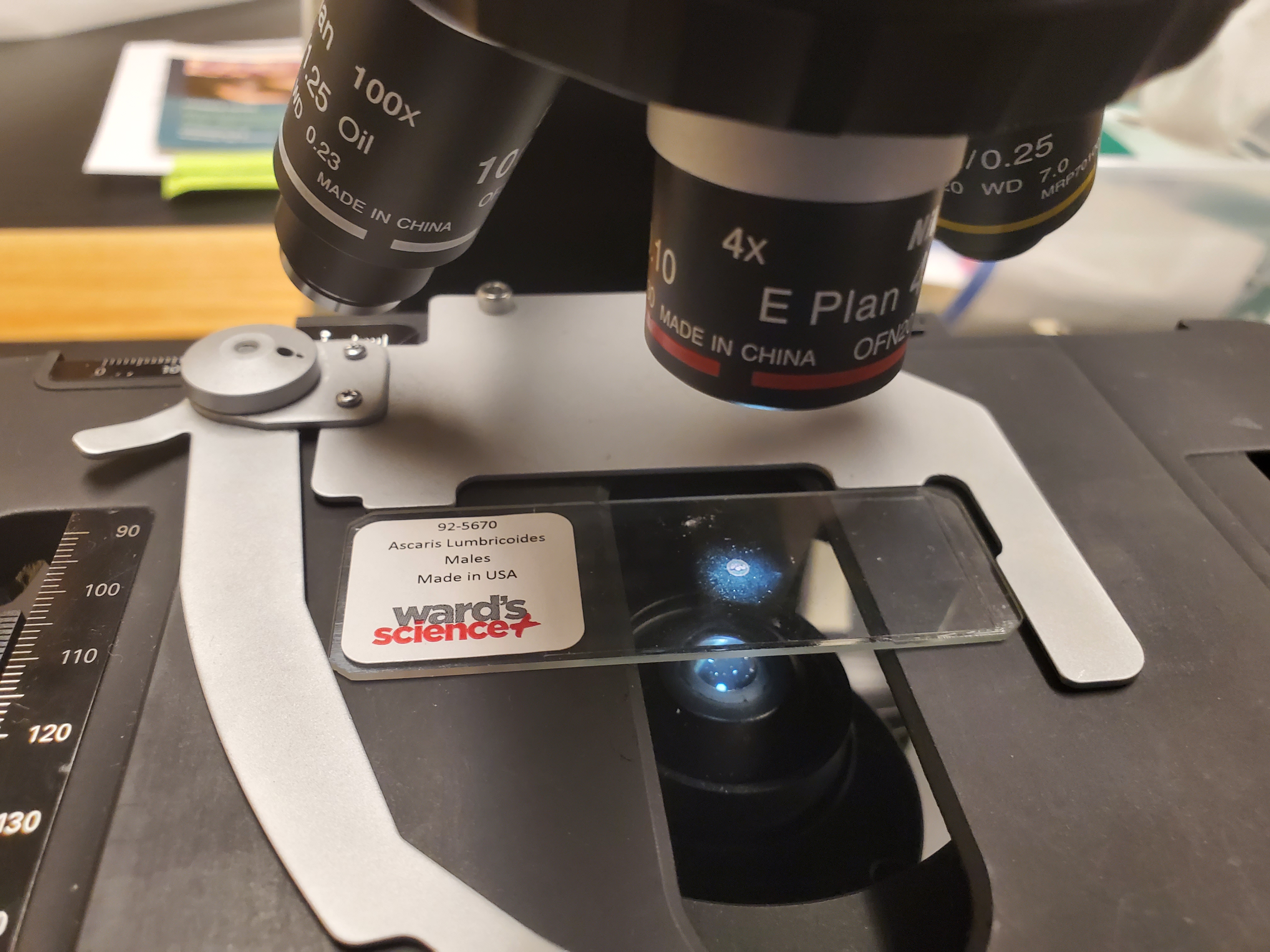 <p>Ascaris Lumbricoides Males</p>
