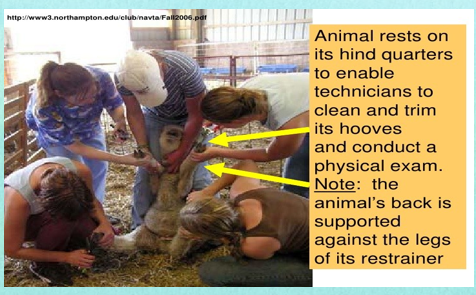 <p class="MsoNormal"></p><p>Easy method of immobilizing animal for routine husbandry</p><p class="MsoNormal"><span><span>-</span></span><span style="font-family: "Times New Roman"; line-height: normal; font-size: 7pt;"><span> </span></span>hoof trimming</p><p class="MsoNormal"><span><span>-</span></span><span style="font-family: "Times New Roman"; line-height: normal; font-size: 7pt;"><span> </span></span>udder/penis examinations</p>