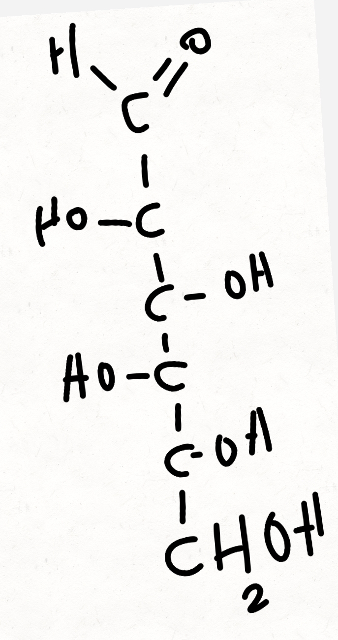<p>a hexose not commonly found free in nature but part of uronic acids</p>