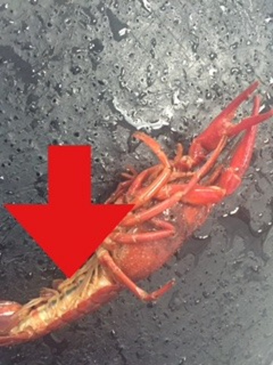 <p>for females, holds and aerates fertilized eggs</p>