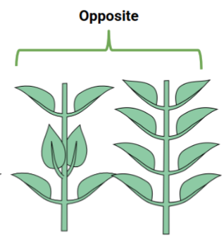 <p>Opposite phyllotaxy</p>