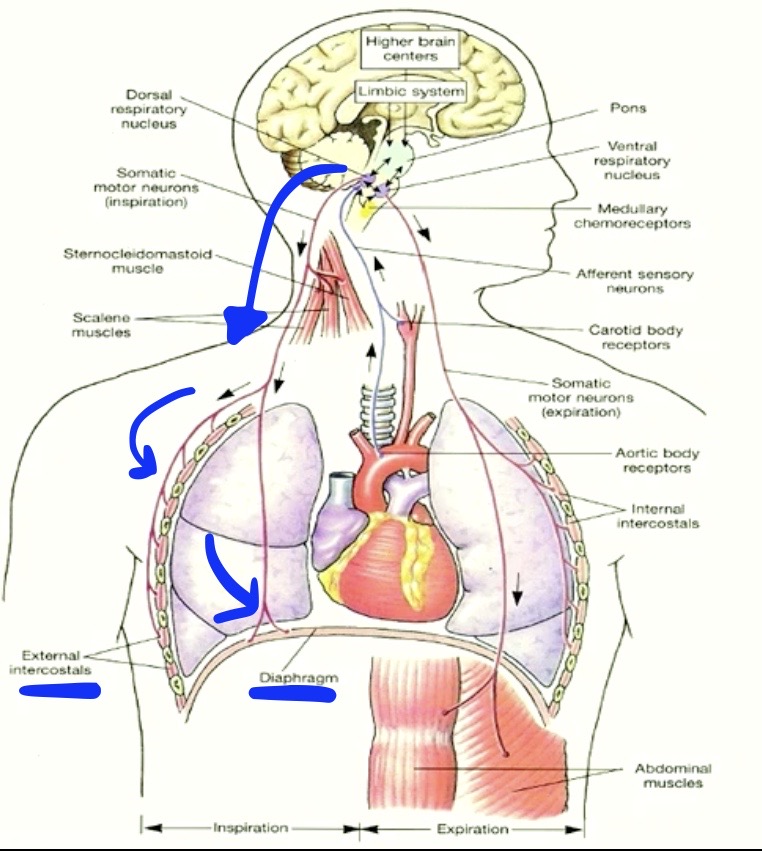 <ul><li><p><strong>Diaphragm</strong></p></li><li><p><strong>External Intercostal Muscles</strong></p></li></ul><p></p><p>which will adjust breathing accordingly</p>