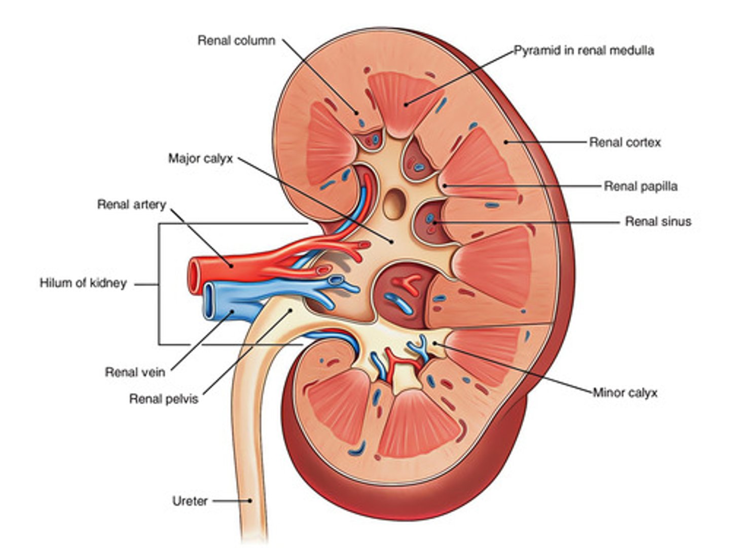 <p>The medullary pyramids of the medulla of a human kidney project into what other part of the medulla?</p>