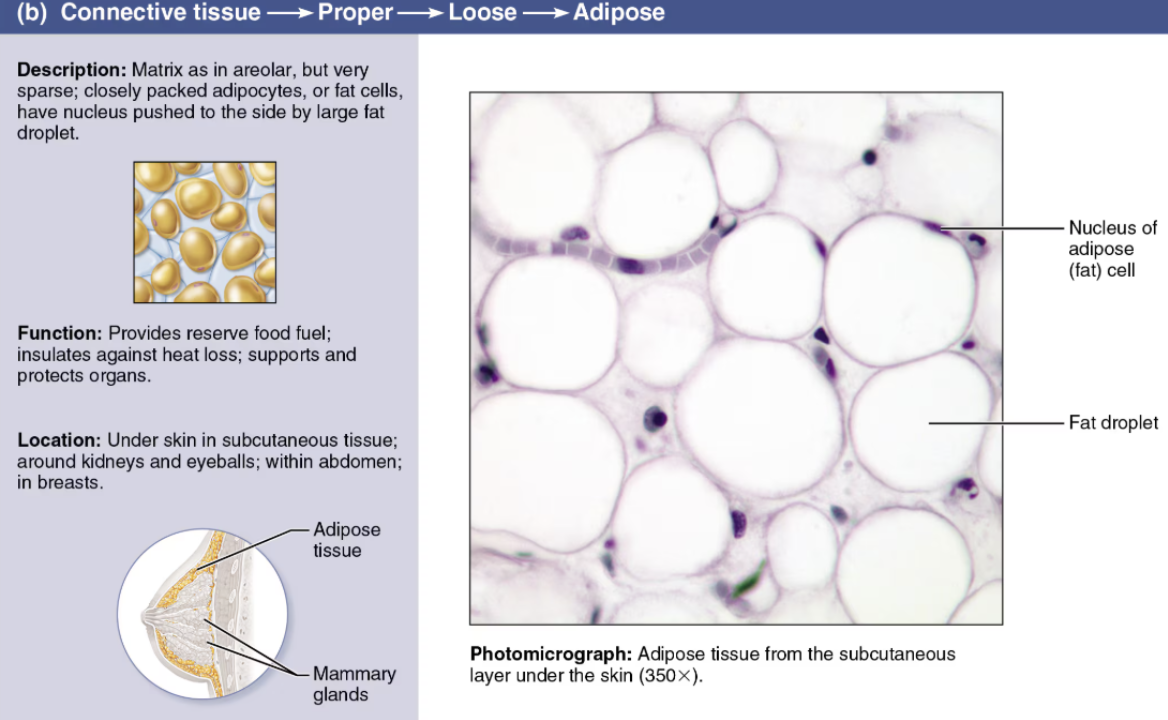 <p><span style="color: purple"><strong><em>Loose Connective Tissue</em></strong></span></p><ul><li><p><strong>Cells</strong></p><ul><li><p>Adipocytes</p></li></ul></li><li><p><strong>Fibers</strong></p><ul><li><p>Few collagenous</p></li><li><p>Scant matrix</p></li></ul></li><li><p><strong>Function</strong></p><ul><li><p>Cushing</p></li><li><p>Insulation</p></li><li><p>Energy storage</p></li></ul></li><li><p><strong>Location</strong></p><ul><li><p><span style="color: green"><strong>Under skin</strong></span></p></li><li><p><span style="color: green"><strong>Around vital organs</strong></span></p></li><li><p><span style="color: green"><strong>Behind eyes</strong></span></p></li></ul></li></ul><p></p>