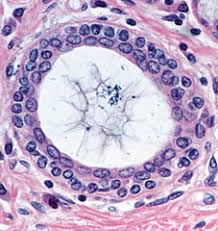 <p>stratified cuboidal </p>