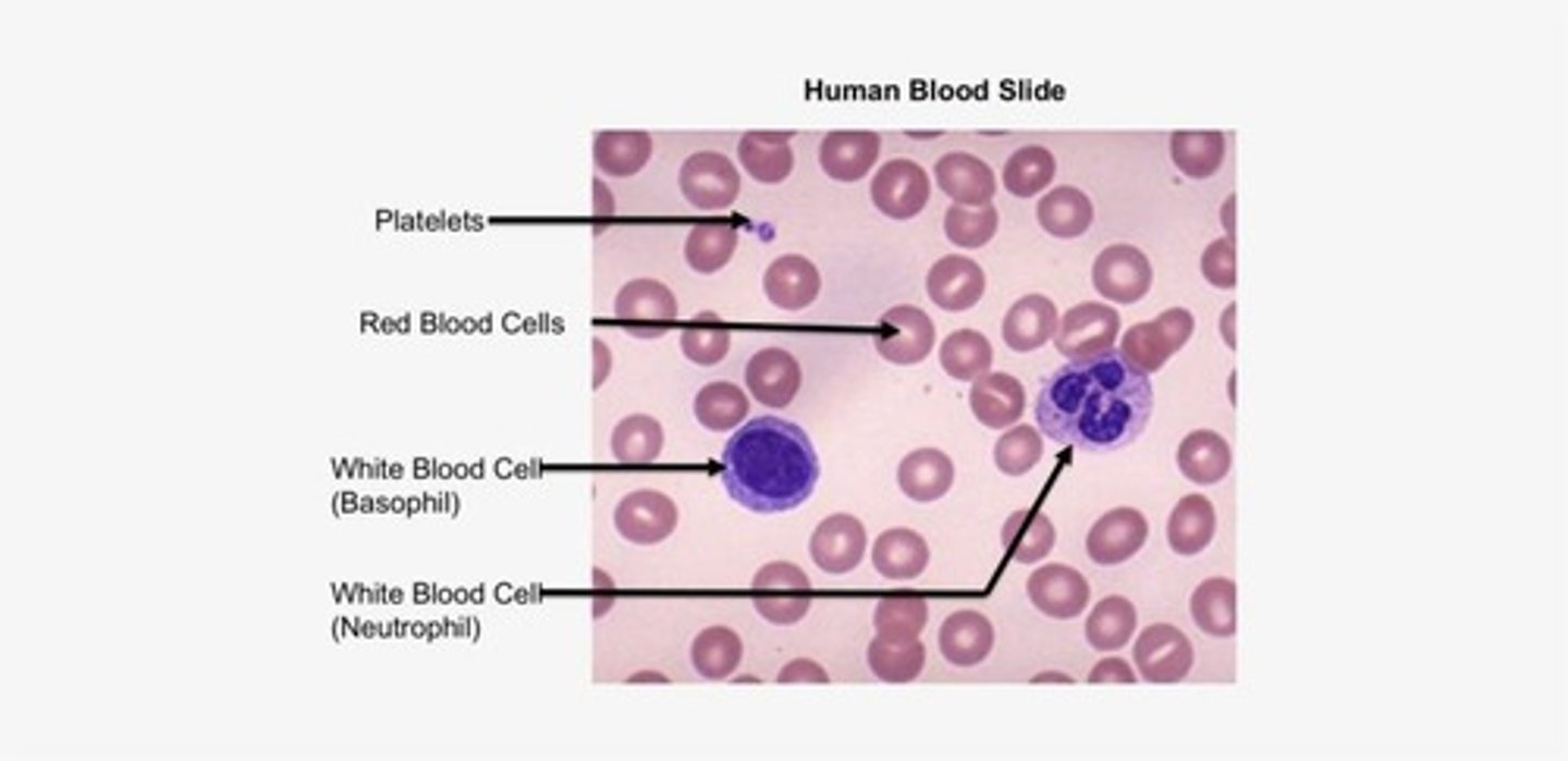 <p>Red blood cells and basic white blood cells, and platelets</p>