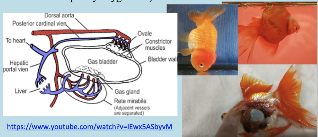 <ul><li><p>Fills with gases from the blood and allows the fish to maintain a particular depth (buoyancy). Trout – single;  goldfish – 2 chambered;  Angelfish – 3 chambered</p></li><li><p>In a few species of fish, it may act like a lung – they can breathe atmospheric air (As an adaptation in fish that live in swamps and some waters that are poorly oxygenated).</p></li></ul>