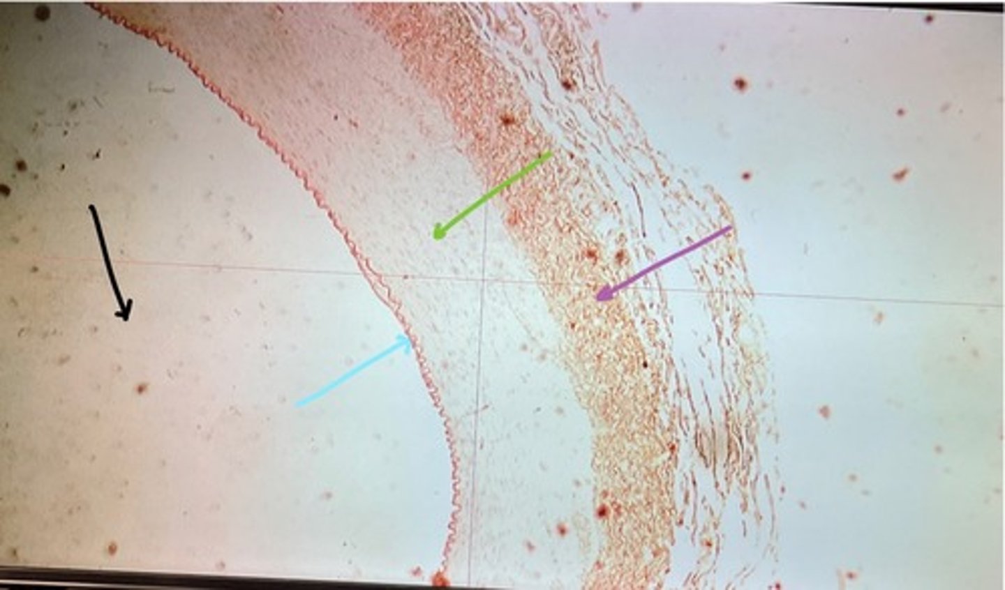 <p>What tissue is this?</p>