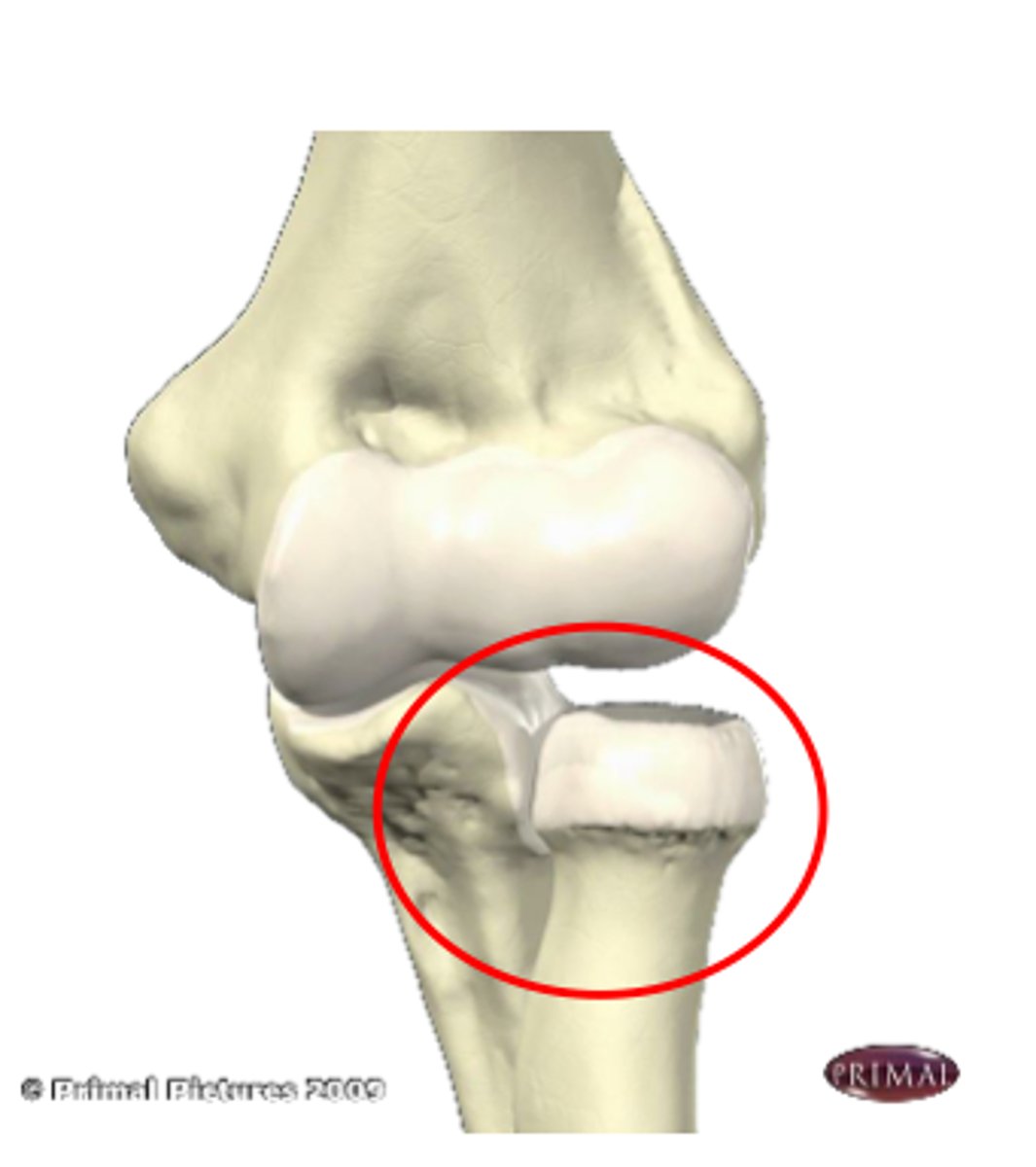 <p>synovial joint allowing flexion/extension and pronation/supination of the elbow between humerus and radius</p>