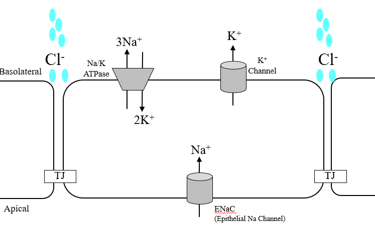 <p>water movement in the intestine occurs along osmotic gradients</p><p>driven by electrogenic Na<sup>+</sup> absorption</p>