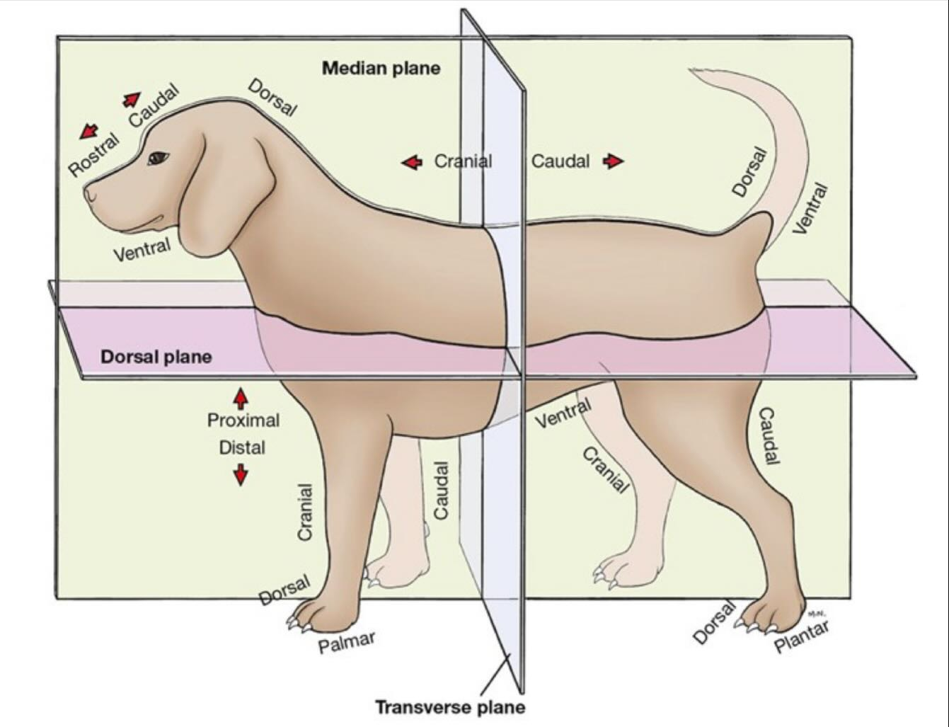 <p>What do the following directional terms indicate:</p><p>1) Ventral</p><p>2) Medial</p><p>3) Lateral</p><p>4) Cranial</p><p>5) Rostral</p><p>6) Caudal</p><p>7) Palmer</p><p>8) Plantar</p>