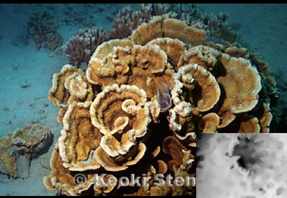 <p>Montipora capitata</p>