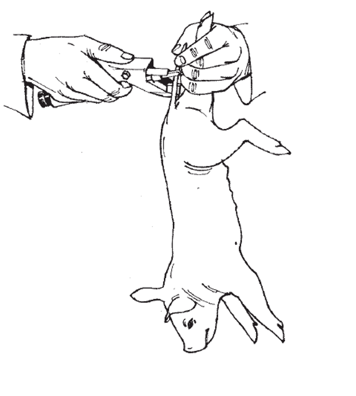 <p>tail biting behaviors</p>