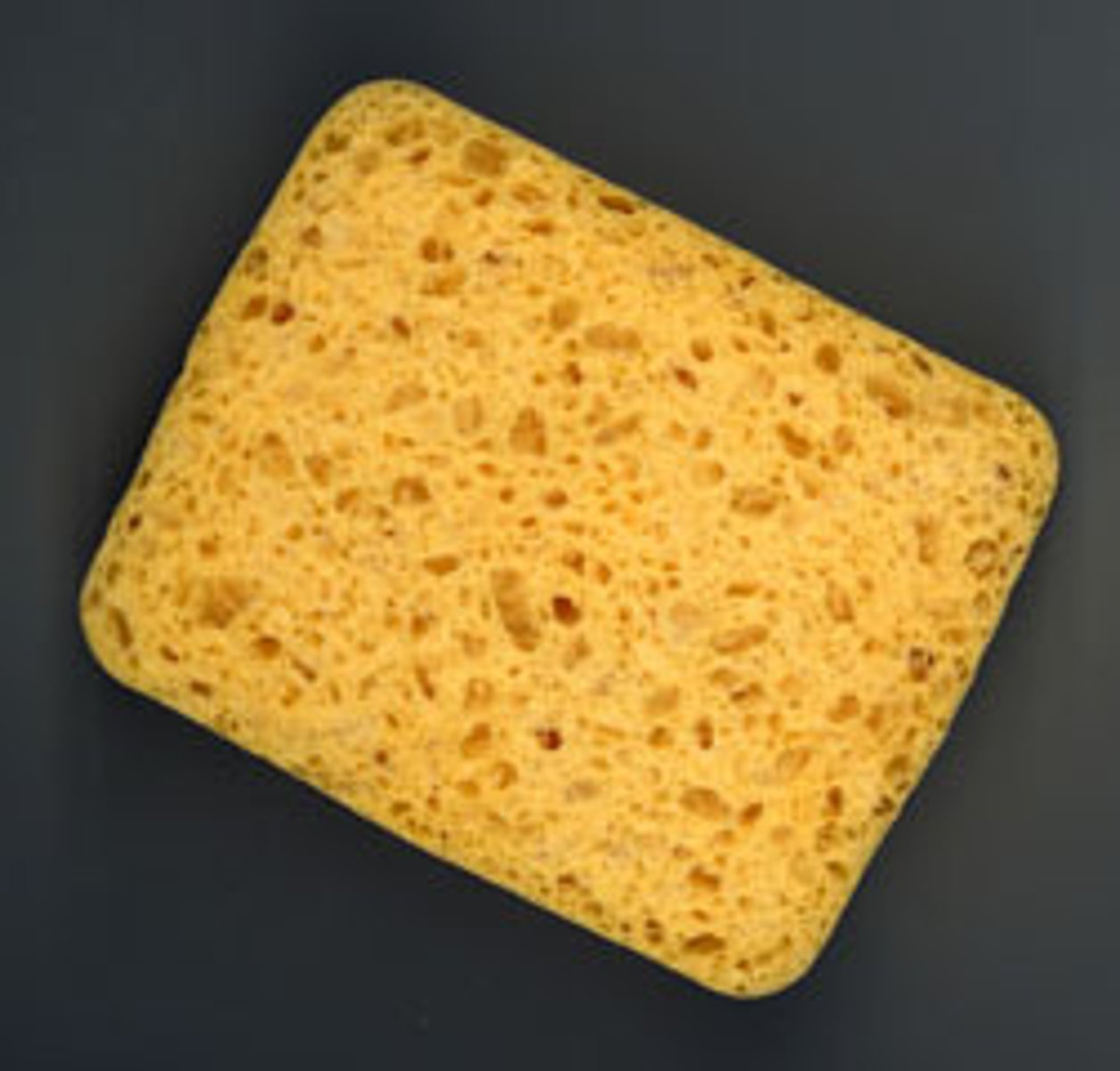 <p>a sponge</p>