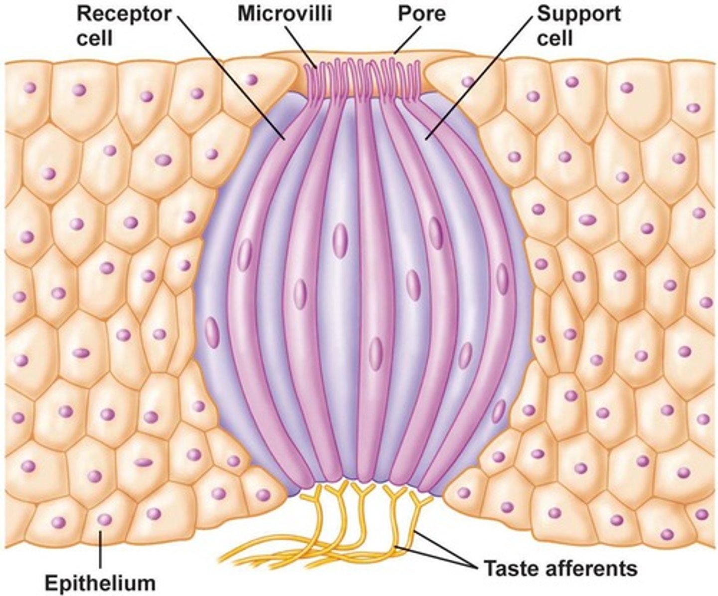 <p>Onion-shaped structures containing gustatory cells and support cells.</p>
