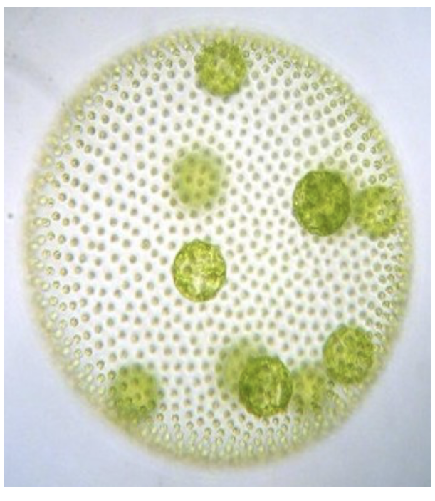 <p>What supergroup does this protist belong to</p>