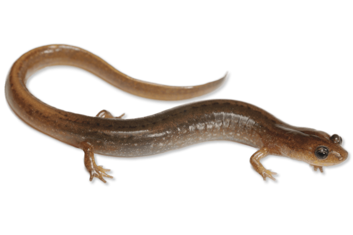 Oklahoma Salamander