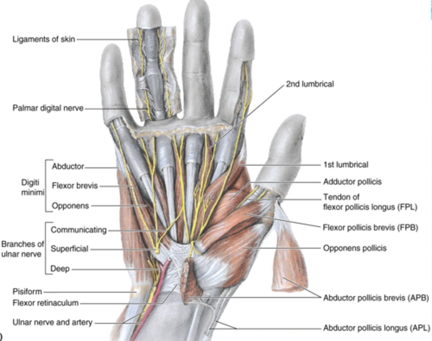 <p>-Abducts 5th digit</p><p>-Ulnar n. (C7 - T1)</p><p>-Most superficial of the hypothenar muscles</p>
