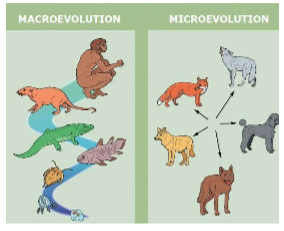 <ul><li><p>…<strong><em> <u><mark data-color="yellow" style="background-color: yellow; color: inherit;">populations</mark></u></em></strong>&nbsp;to<strong> <u><mark data-color="yellow" style="background-color: yellow; color: inherit;">EVOLVE</mark></u></strong>&nbsp;into a<em> <u>better adapted species</u></em>&nbsp;over time (microevolution) or…</p></li><li><p><strong><em>This may even lead to&nbsp;<u><mark data-color="yellow" style="background-color: yellow; color: inherit;">SPECIATION</mark></u>&nbsp;</em></strong><span>→<strong><em> the development of entire new species if there are enough changes over time (macroevolution)</em></strong></span></p></li></ul><p></p>